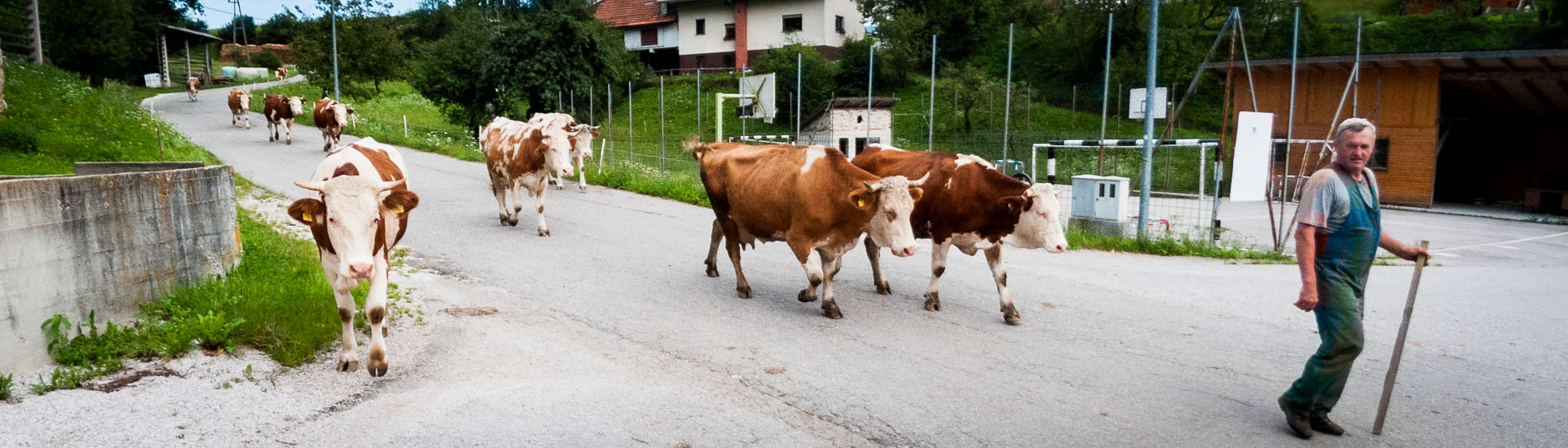 Živina